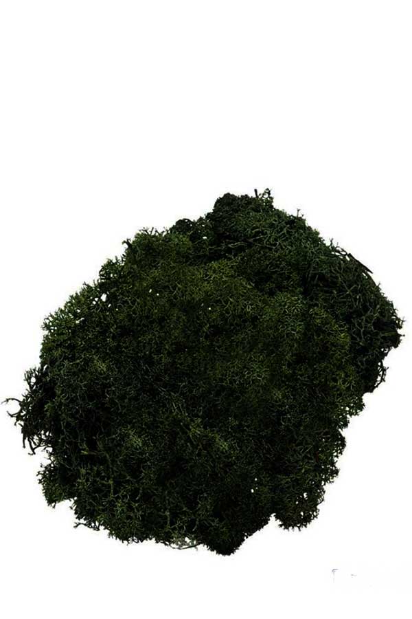 Βρύα μακέτας 50gr Knorr prandell Κυπαρισσί 216694462